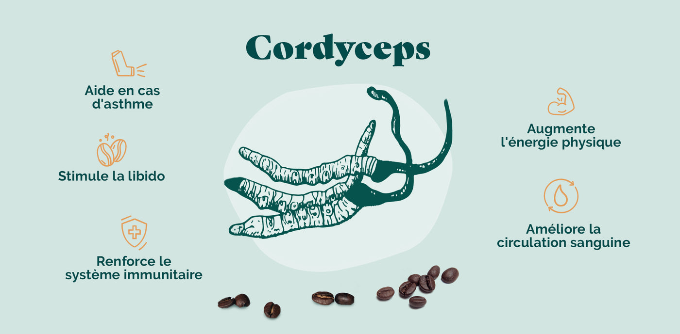 Cordyceps, a true contributor to our well-being